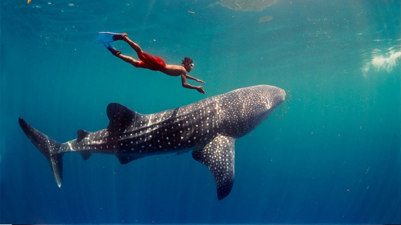 Nado con Tiburón Ballena