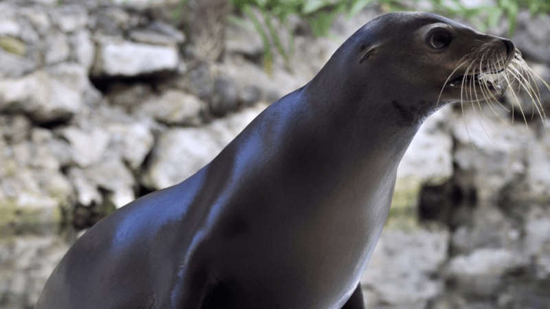 Dolphin Royal Swim VIP Plus